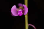 Scalloped milkwort